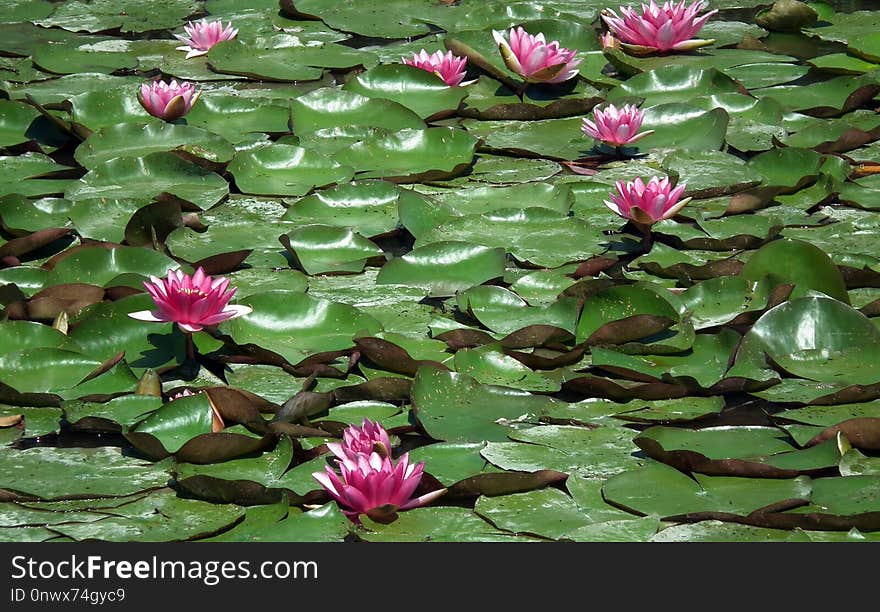 Plant, Flower, Flora, Aquatic Plant