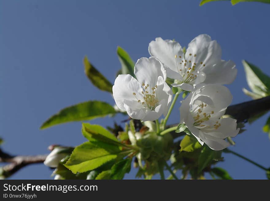 Blossom, Branch, Sky, Flower