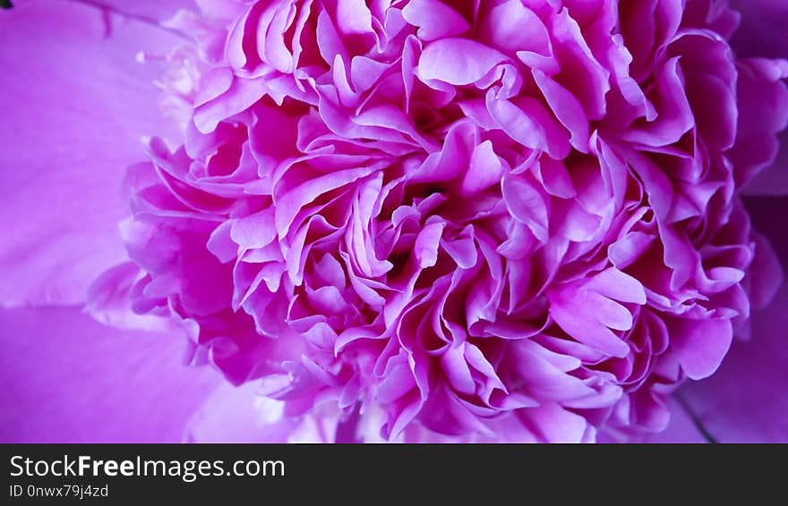 Flower, Pink, Purple, Violet