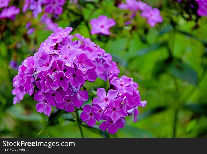 Flower, Plant, Purple, Flora