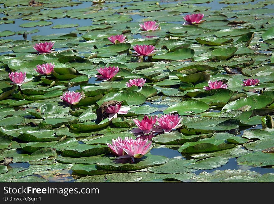 Plant, Flower, Aquatic Plant, Sacred Lotus