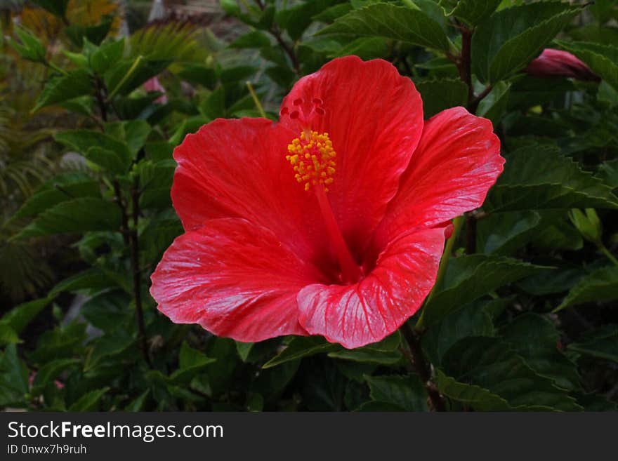 Flower, Plant, Hibiscus, Flowering Plant