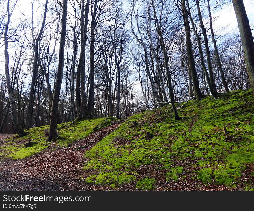 Woodland, Tree, Nature, Path