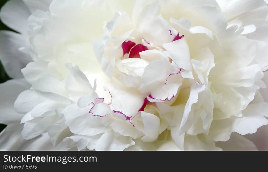 Flower, White, Flowering Plant, Plant