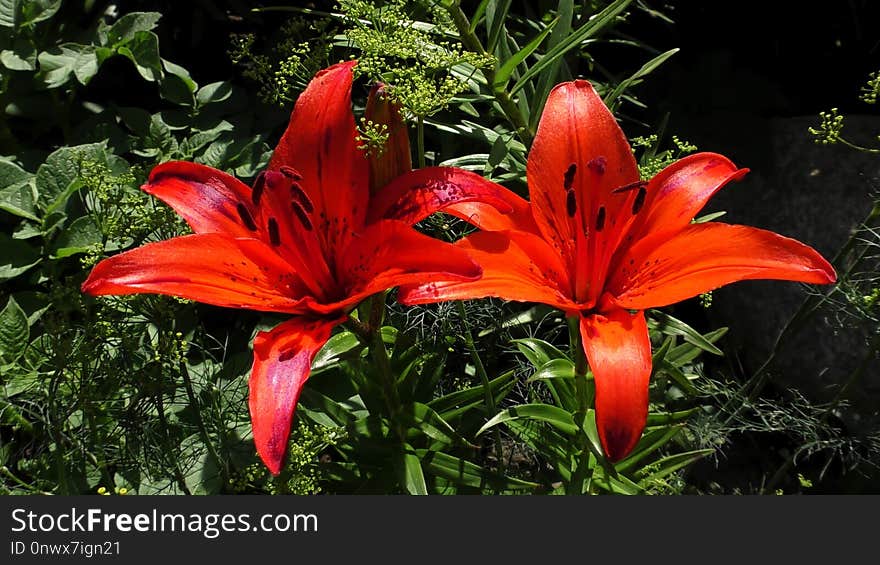 Flower, Plant, Lily, Flowering Plant