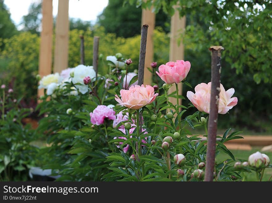 Flower, Plant, Garden, Flowering Plant