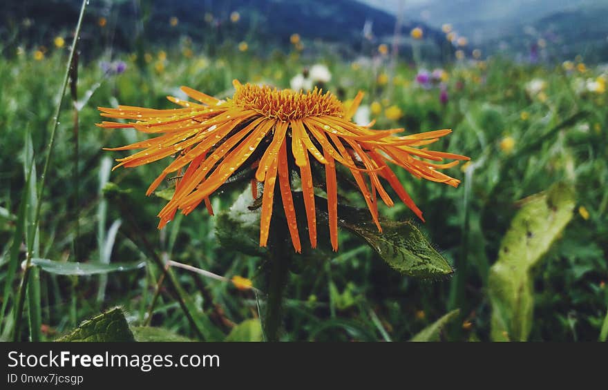 Flower, Plant, Flora, Coneflower