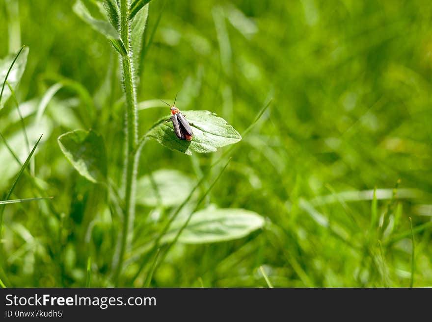 Insect, Invertebrate, Grass, Moths And Butterflies