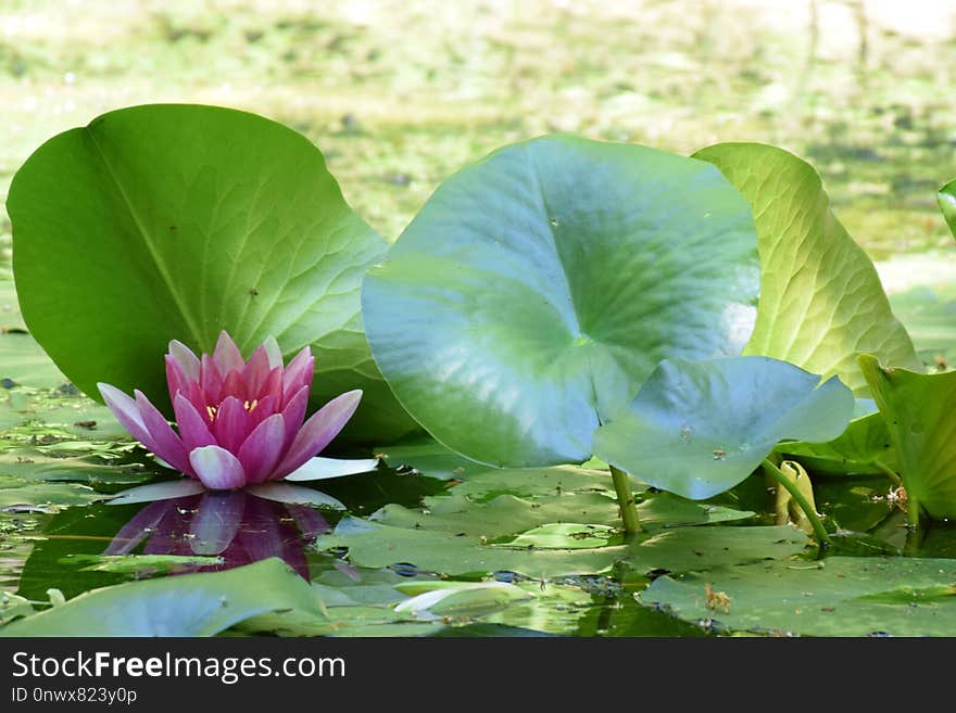 Plant, Flower, Green, Leaf