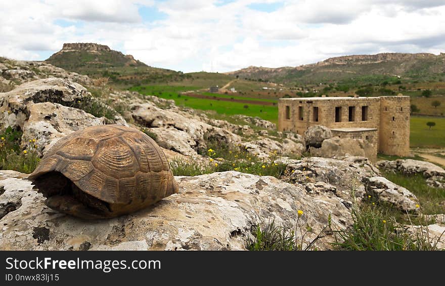 Tortoise, Archaeological Site, Turtle, Rock