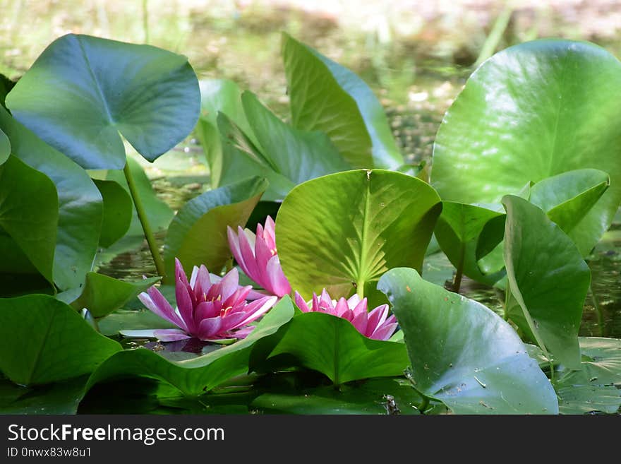 Plant, Flower, Green, Leaf