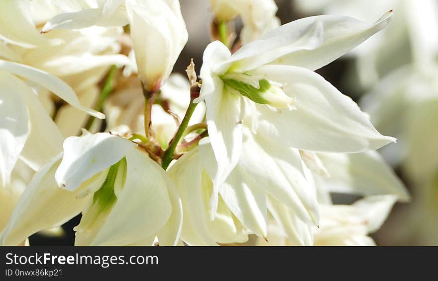 Flower, White, Plant, Flora