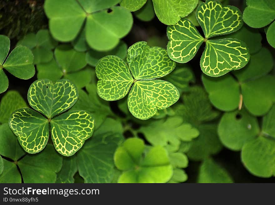 Leaf, Flora, Plant, Shamrock