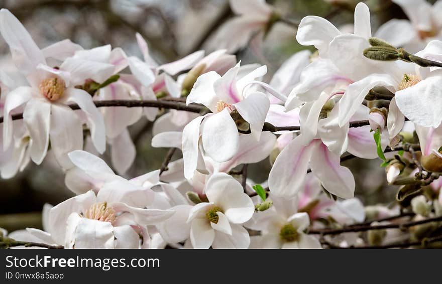 Flower, Flowering Plant, Plant, Blossom