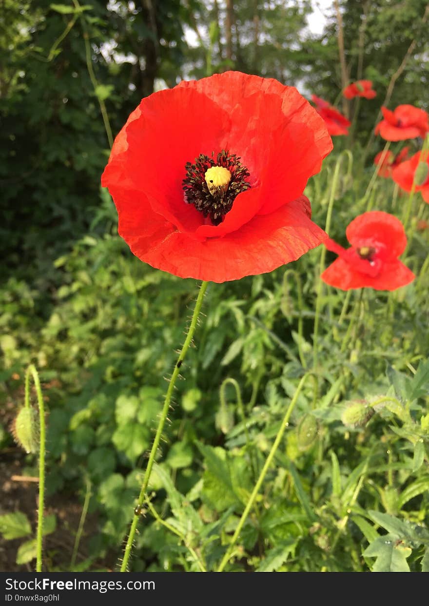 Flower, Poppy, Wildflower, Coquelicot