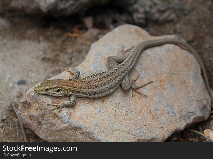 Reptile, Lizard, Scaled Reptile, Lacertidae