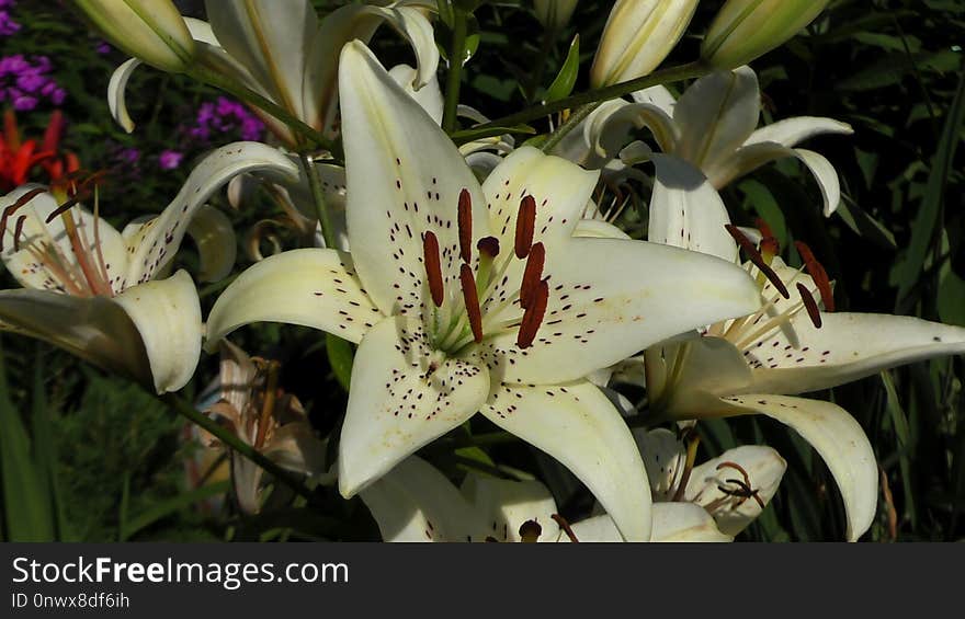 Flower, Plant, Lily, Flowering Plant