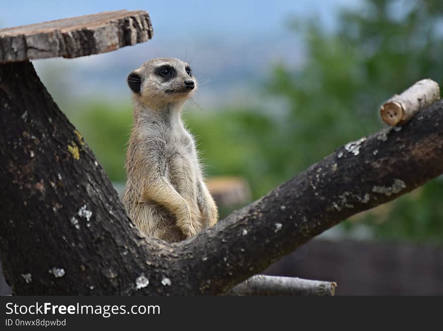 Meerkat, Mammal, Fauna, Terrestrial Animal