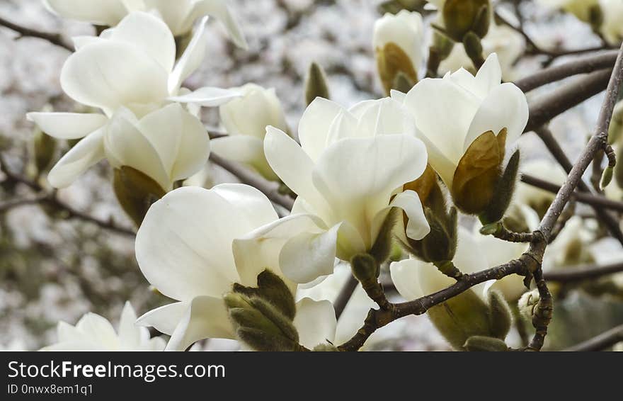 Flower, Plant, White, Flowering Plant