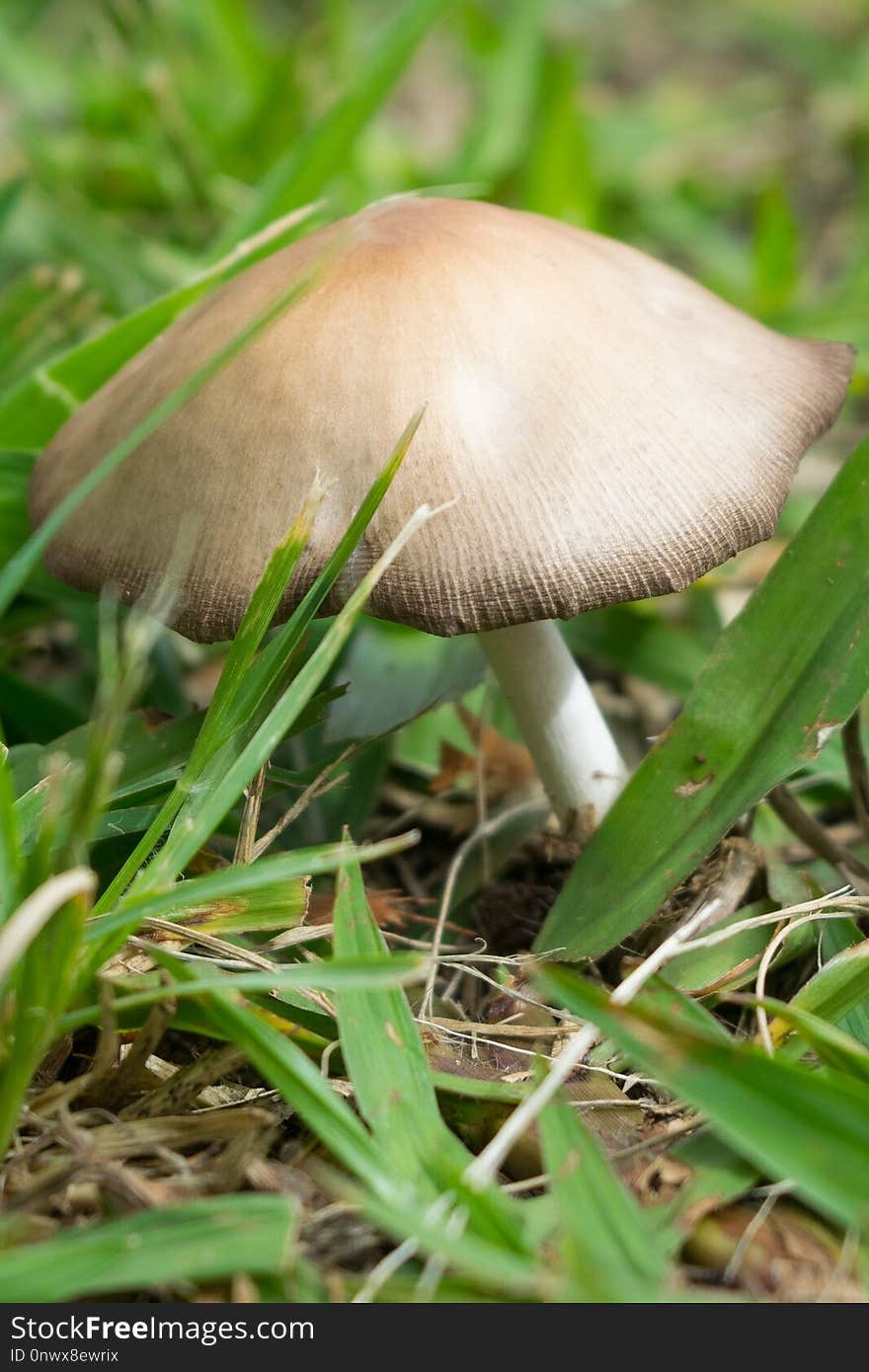 Mushroom, Fungus, Agaricaceae, Edible Mushroom