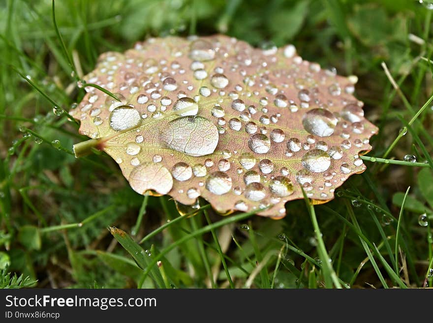 Fungus, Mushroom, Moisture, Edible Mushroom