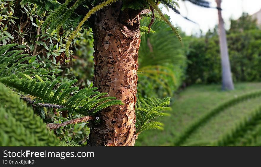 Vegetation, Tree, Plant, Flora