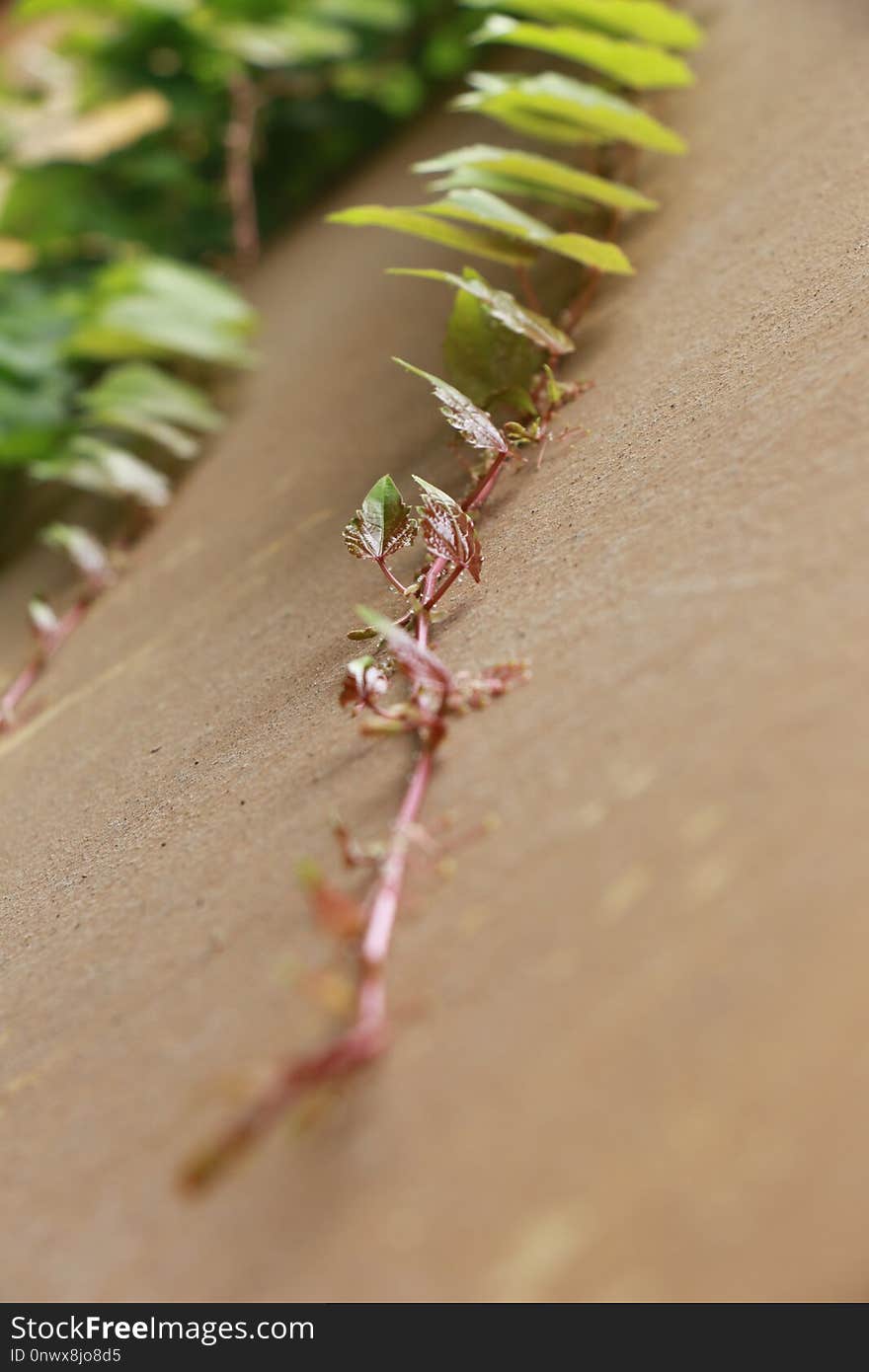 Close Up, Macro Photography, Plant Stem, Plant