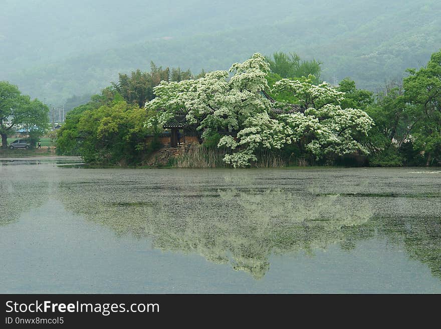 Vegetation, Nature Reserve, Tree, Bank