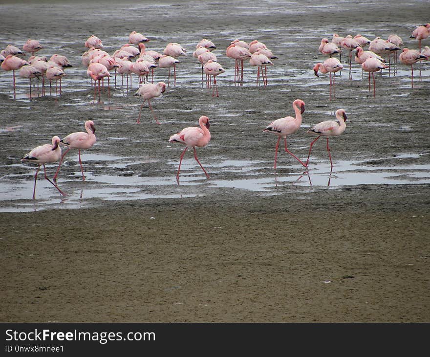 Flamingo, Bird, Water Bird, Water