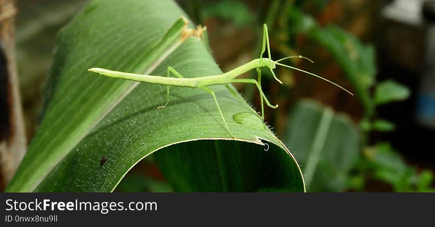 Insect, Leaf, Invertebrate, Flora