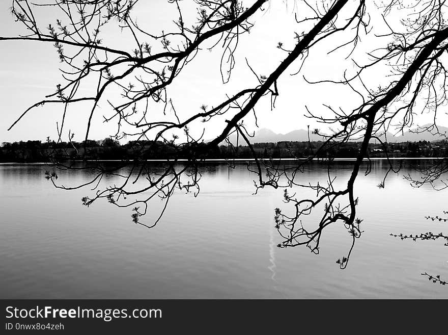 Reflection, Water, Branch, Nature