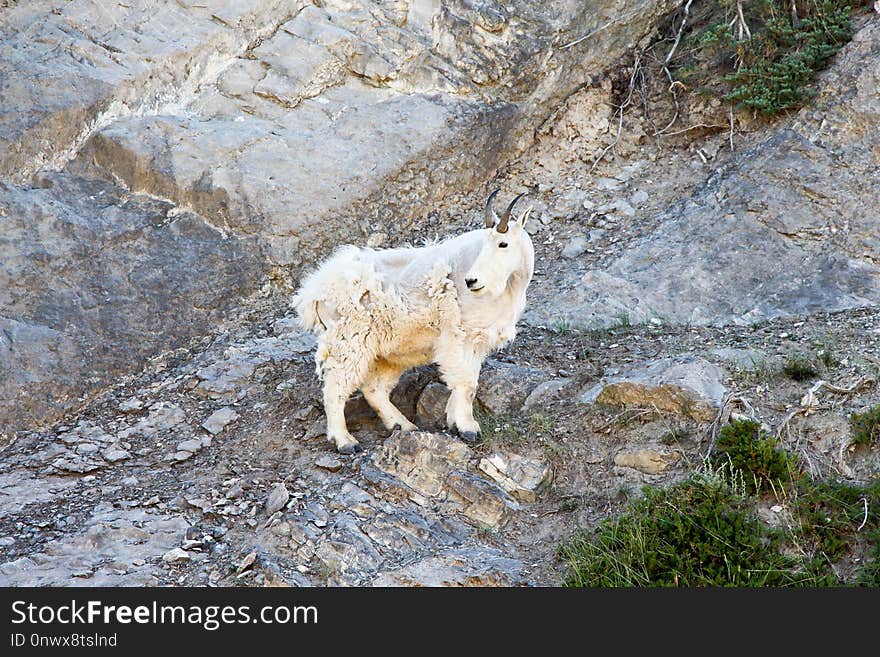 Mountain Goat, Fauna, Goats, Wildlife