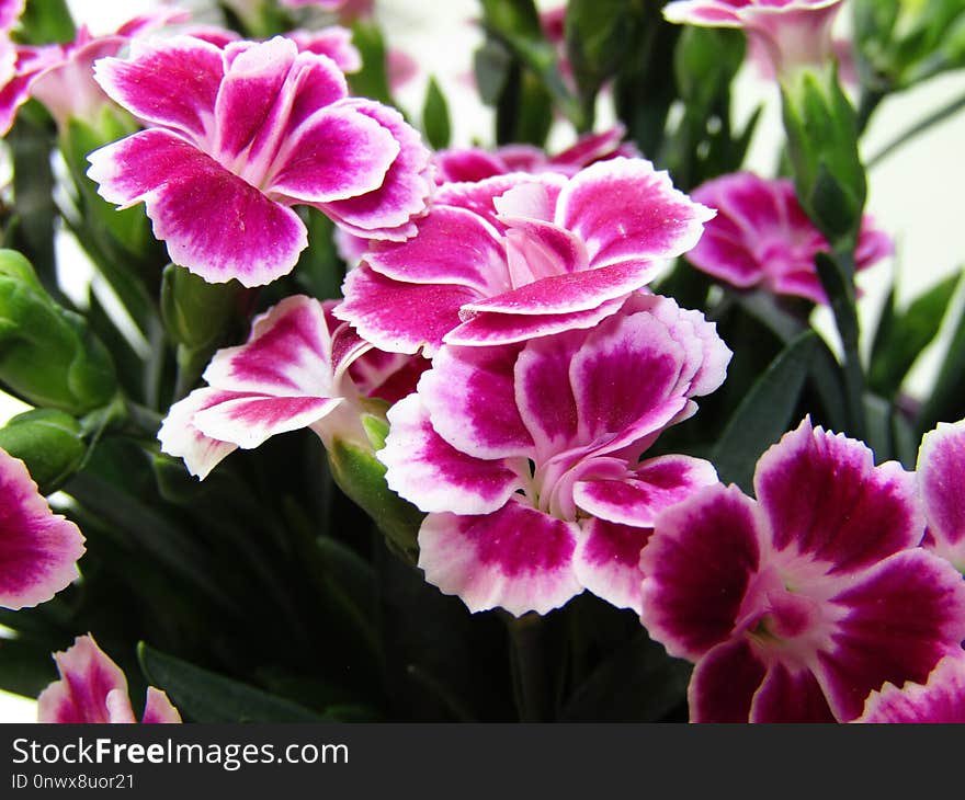 Flower, Plant, Pink, Flowering Plant