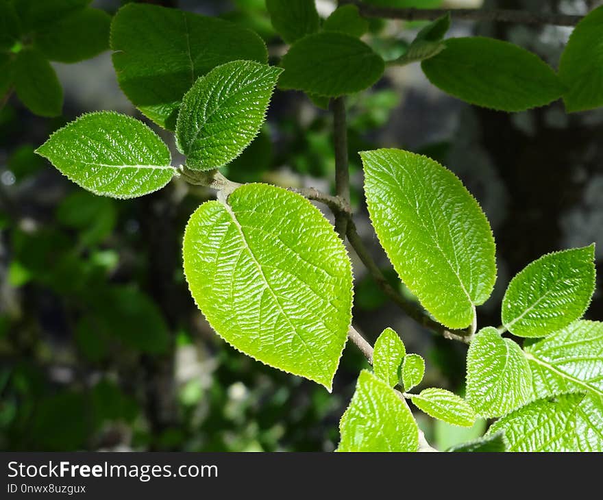 Leaf, Plant, Tree