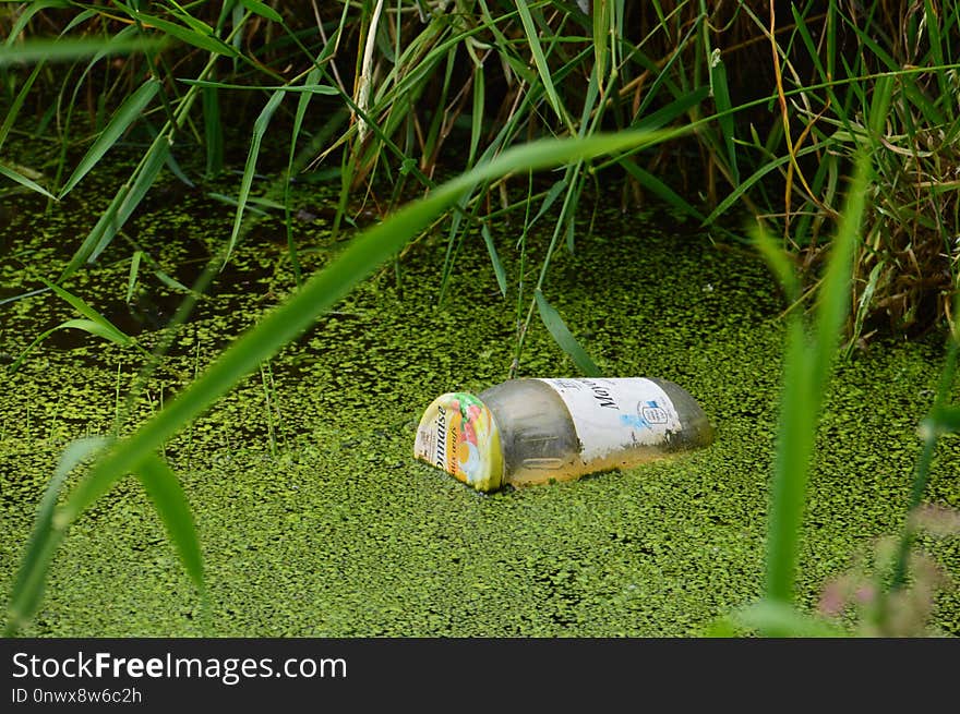 Green, Grass, Plant, Grass Family