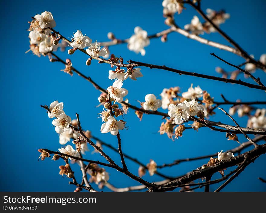 Branch, Blossom, Blue, Sky