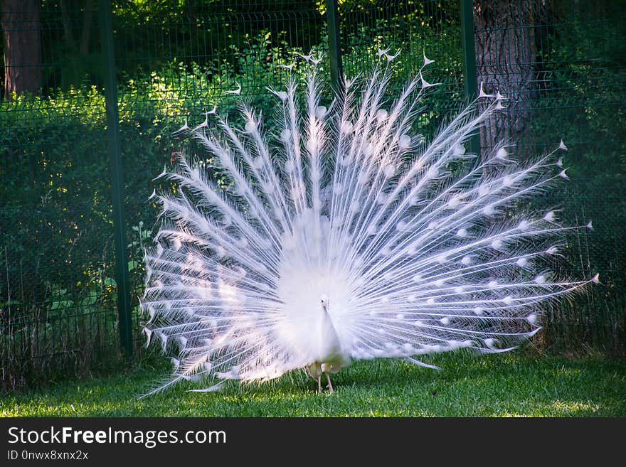 Peafowl, Galliformes, Feather, Grass