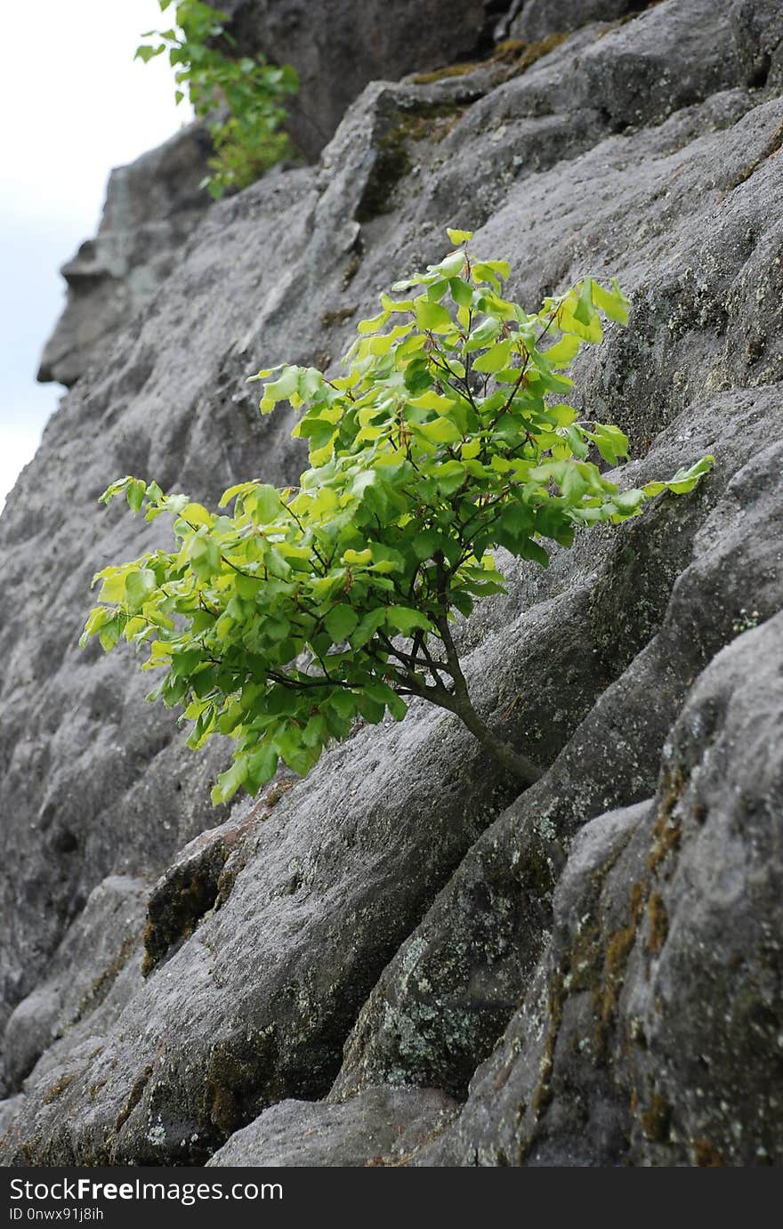 Tree, Rock, Plant, Vegetation