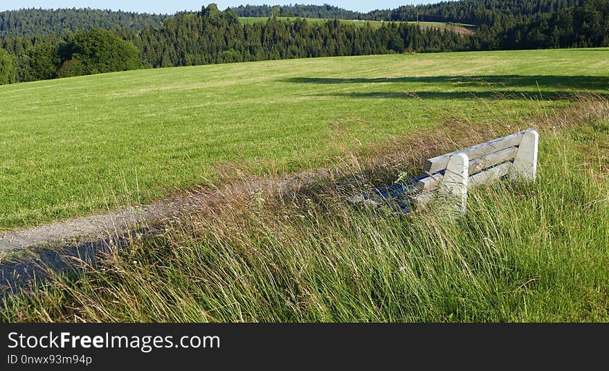 Grassland, Pasture, Ecosystem, Grass