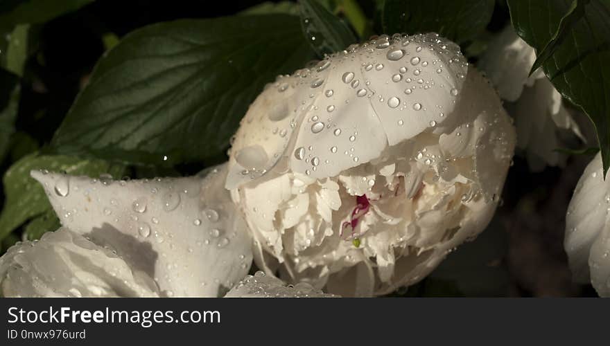 Flower, White, Plant, Peony