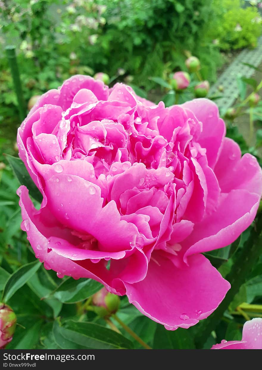 Flower, Plant, Pink, Flowering Plant