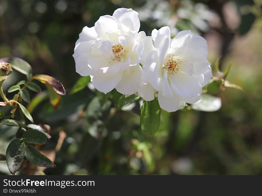 Flower, Rose Family, Plant, Flowering Plant