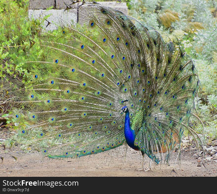 Peafowl, Ecosystem, Galliformes, Bird