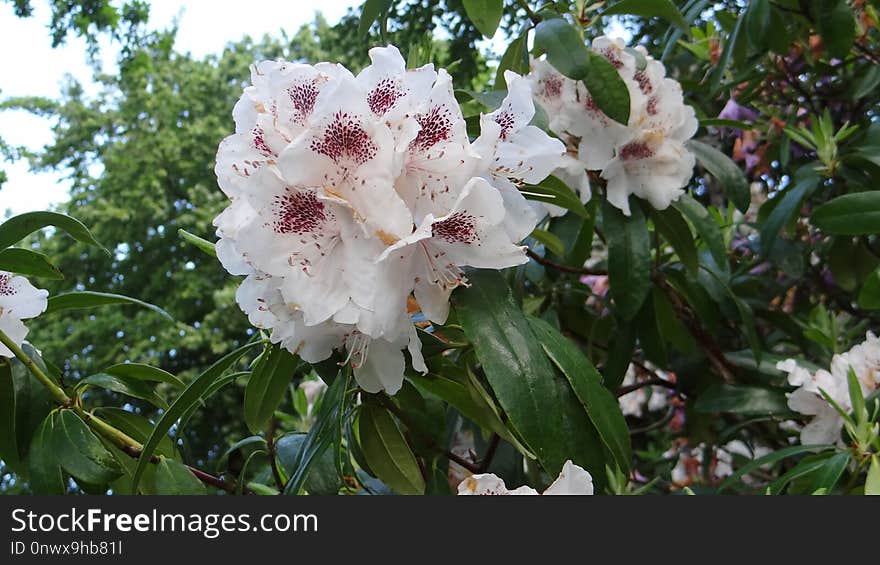 Plant, Flower, Flowering Plant, Flora