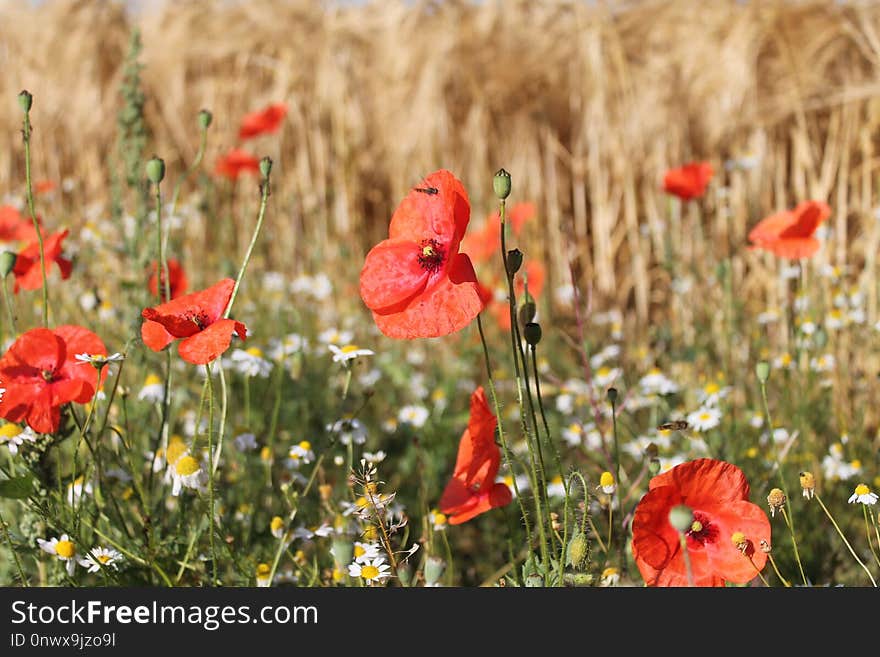 Flower, Wildflower, Poppy, Field