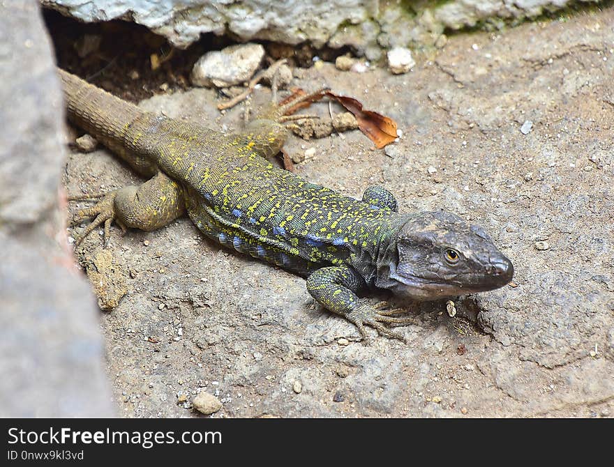 Reptile, Scaled Reptile, Lizard, Lacertidae