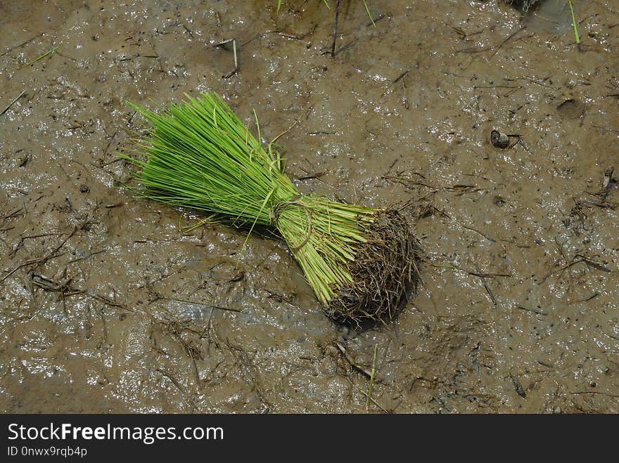 Grass Family, Grass, Organism