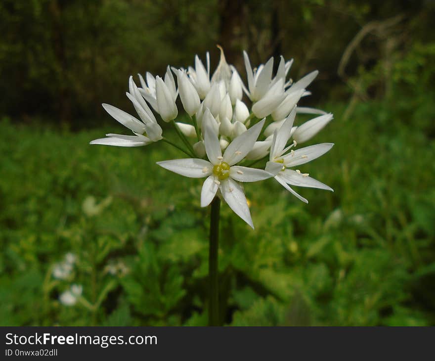 Flora, Flower, Plant, Grass