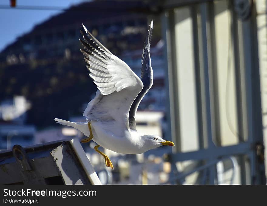 Bird, Seabird, Fauna, Beak