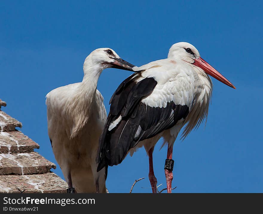 Bird, Stork, White Stork, Ciconiiformes